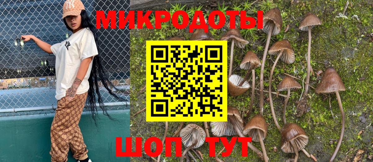 Псилоцибиновые грибы Psilocybine cubensis Артём